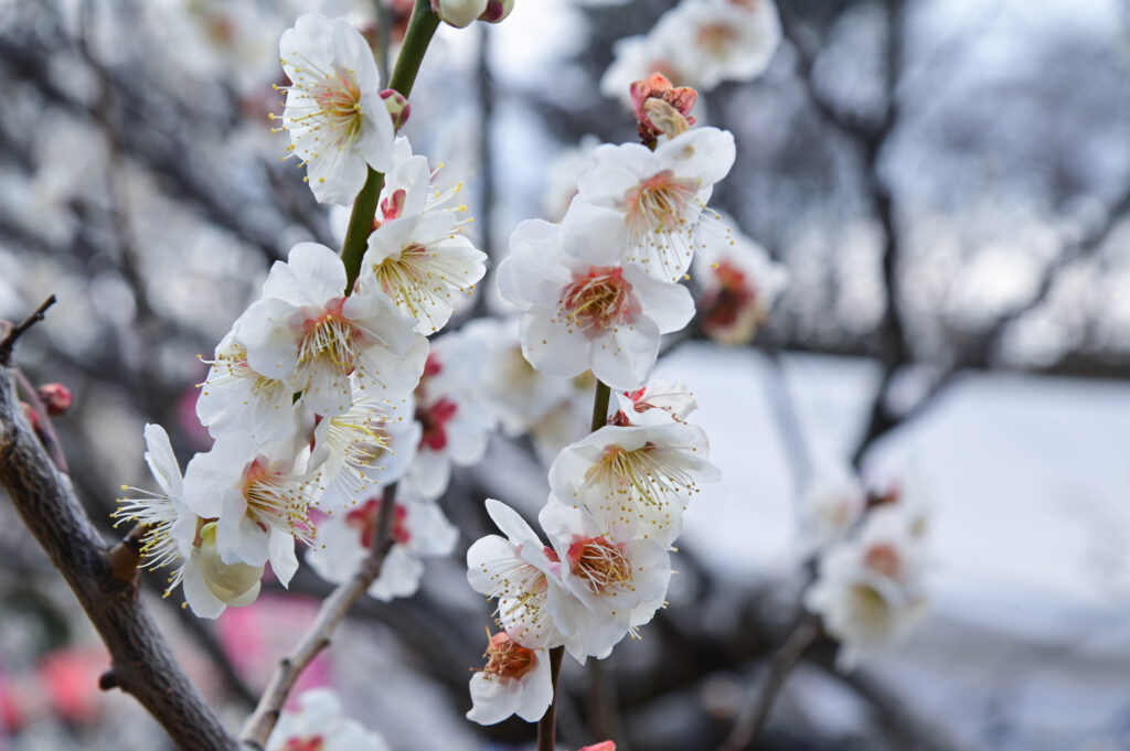 大岡山公園 梅林 観梅会 Ōokayama Park Plum Blossom Festival 横浜市 Yokohama-shi
