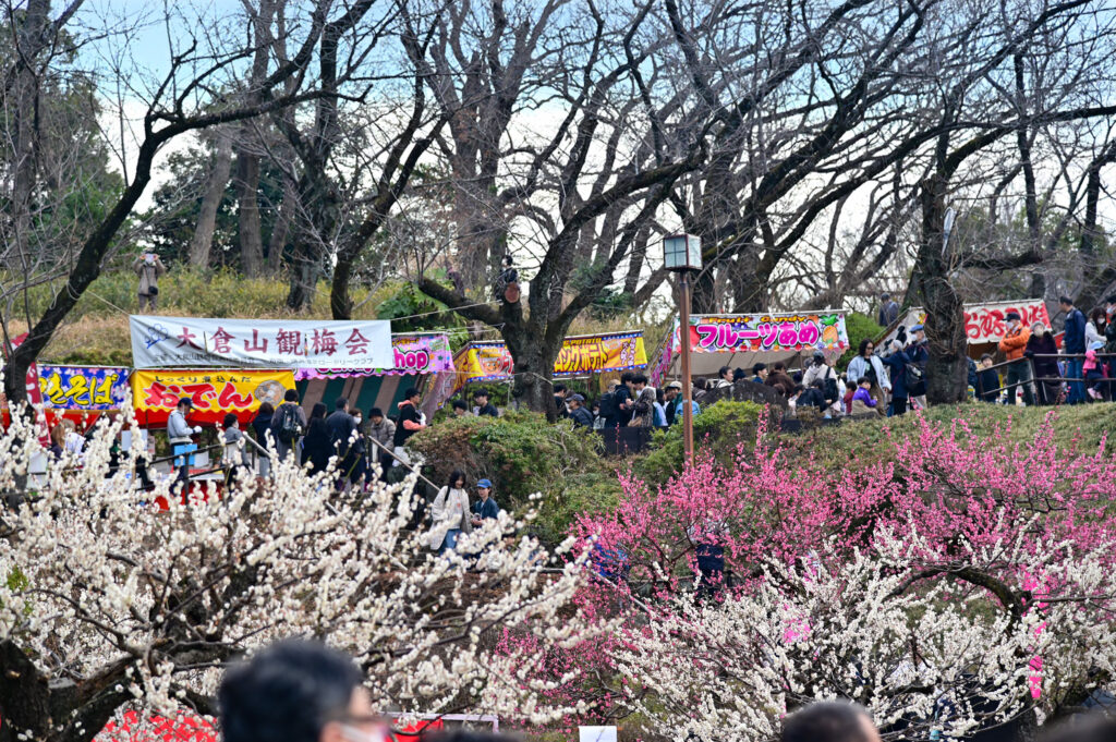 大岡山公園 梅林 観梅会 Ōokayama Park Plum Blossom Festival 横浜市 Yokohama-shi