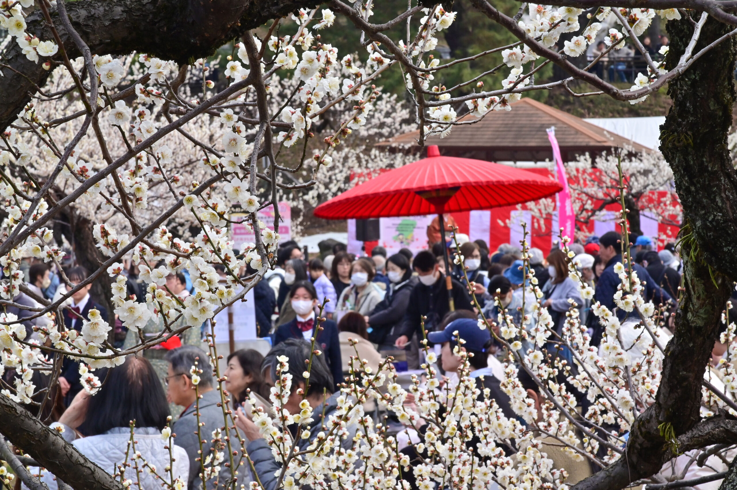 大岡山公園 梅林 観梅会 Ōokayama Park Plum Blossom Festival 横浜市 Yokohama-shi