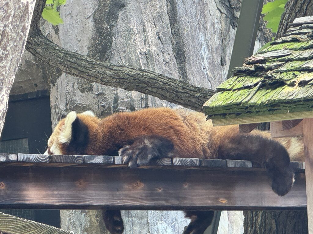 横浜野毛山動物園 Yokohama Nogeyama Zoo アライグマ