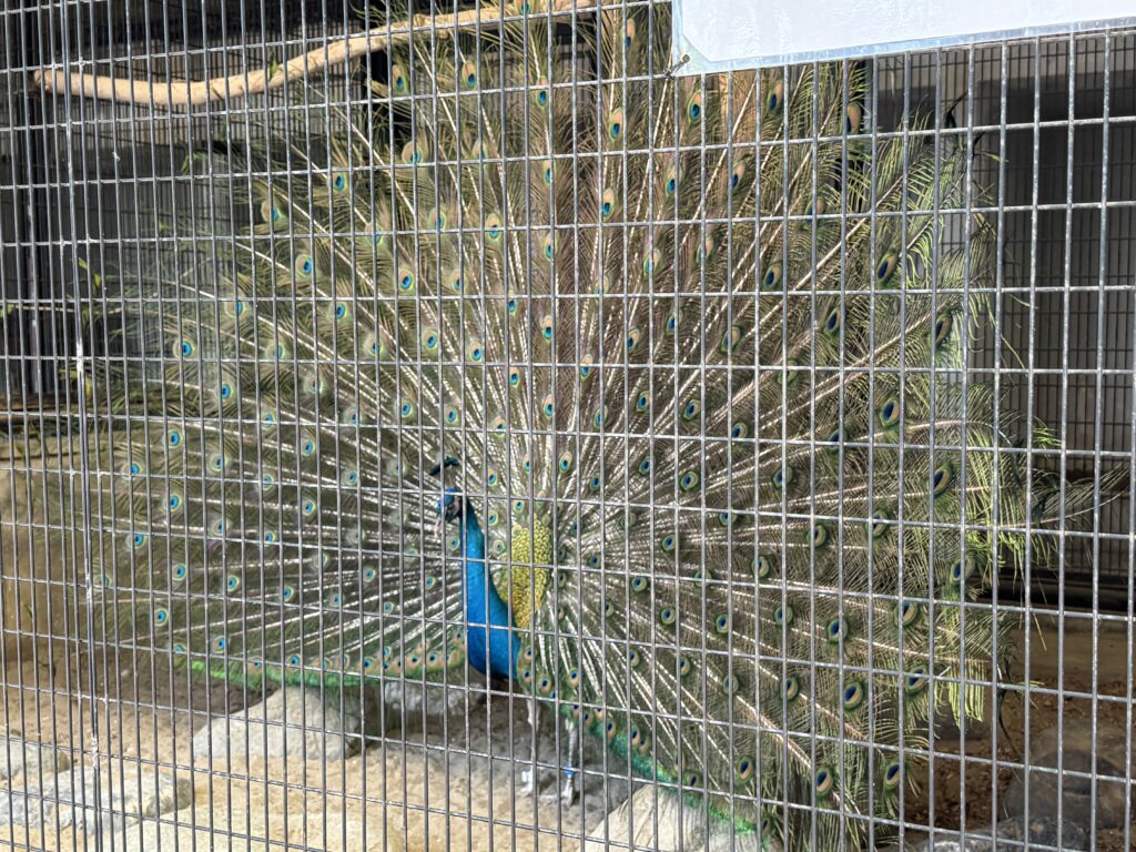 横浜野毛山動物園 Yokohama Nogeyama Zoo 九雀
