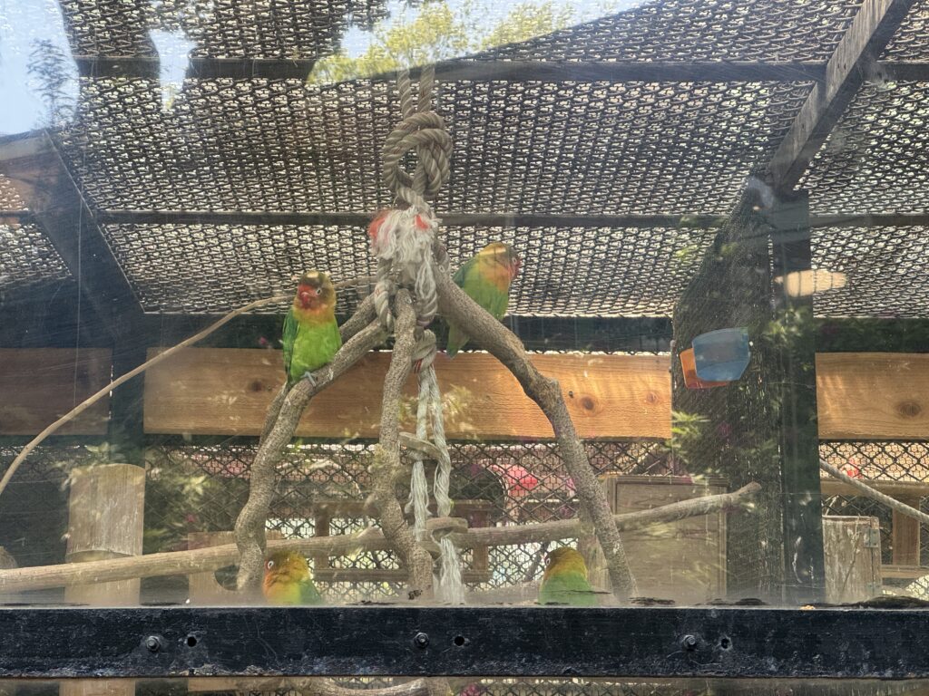横浜野毛山動物園 Yokohama Nogeyama Zoo オウム