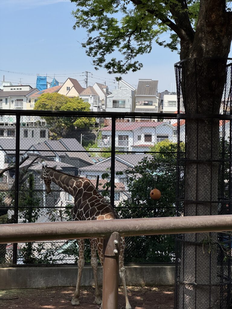 横浜野毛山動物園 Yokohama Nogeyama Zoo キリン