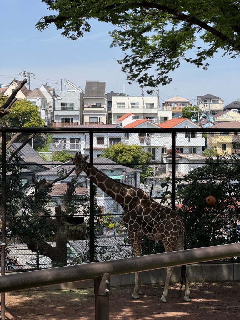 横浜野毛山動物園 Yokohama Nogeyama Zoo キリン