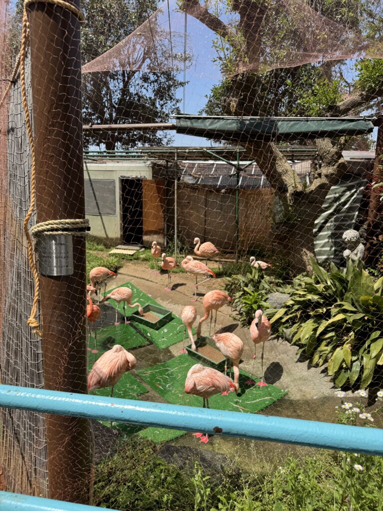 横浜野毛山動物園 Yokohama Nogeyama Zoo フラミンゴ