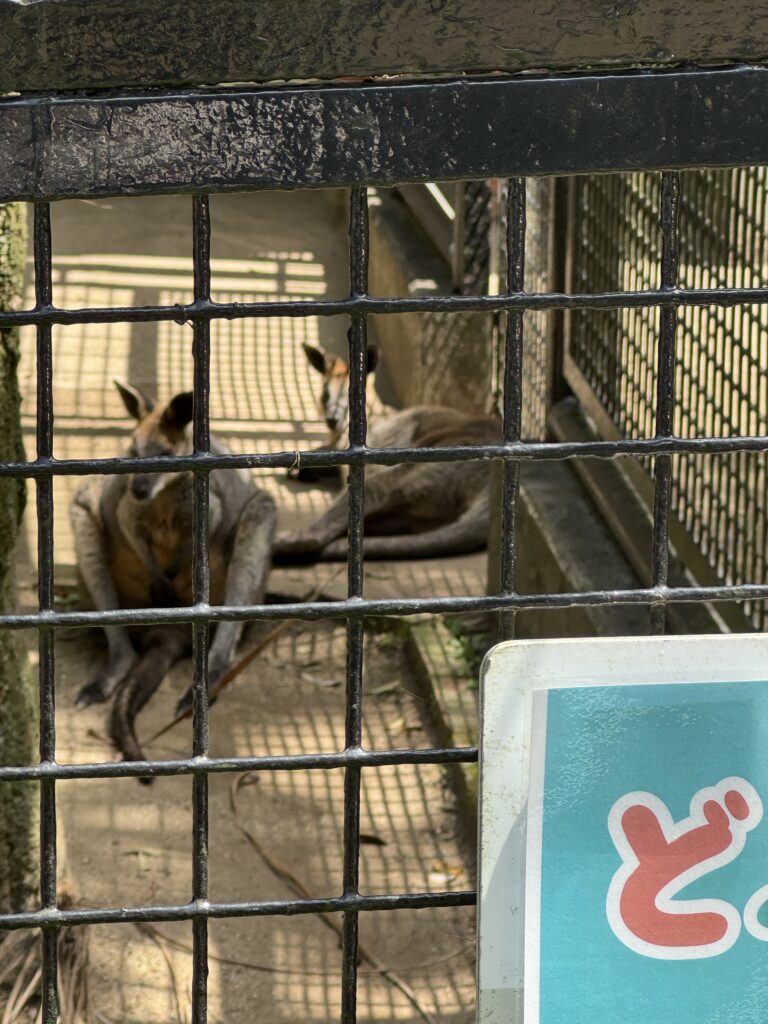 横浜野毛山動物園 Yokohama Nogeyama Zoo カンガルー
