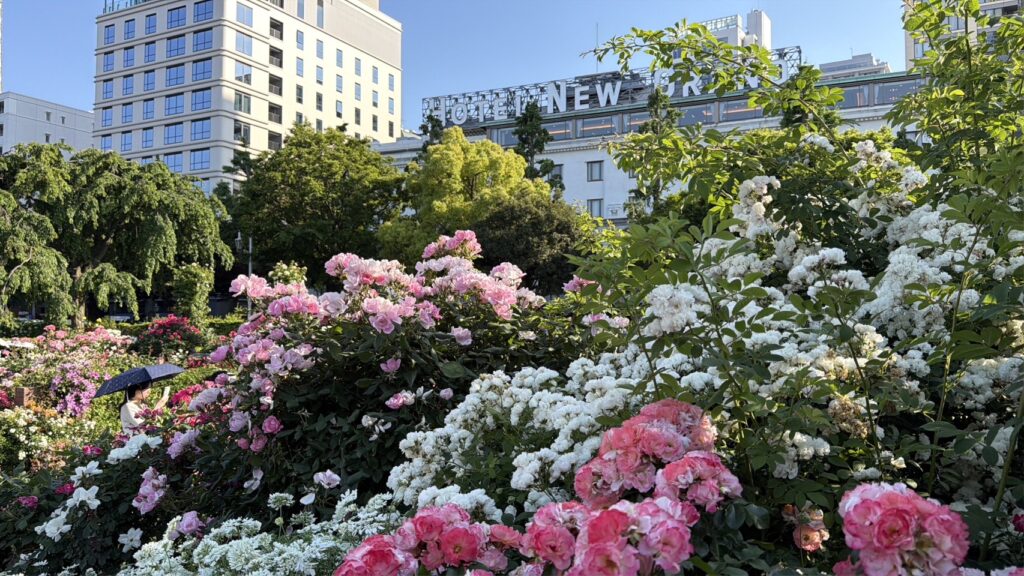 薔薇 老舗ホテルニューグランド　横浜山下公園 Yokohama Yamashita park