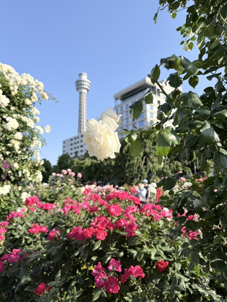 5月は薔薇が咲いて過ごしやすい　横浜山下公園 Yokohama Yamashita park