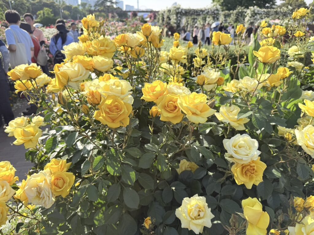 ローズヨコハマという黄色い薔薇　横浜山下公園 Yokohama Yamashita park