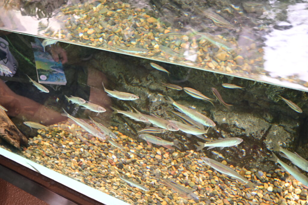 しながわ水族館 Shinagawa Aquarium 東京都品川 Tokyo Shinagawa