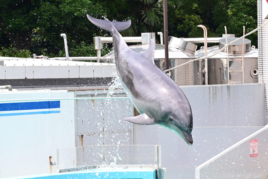 イルカショー Dolphin show しながわ水族館 Shinagawa Aquarium