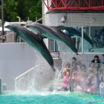 しながわ水族館 Shinagawa Aquarium