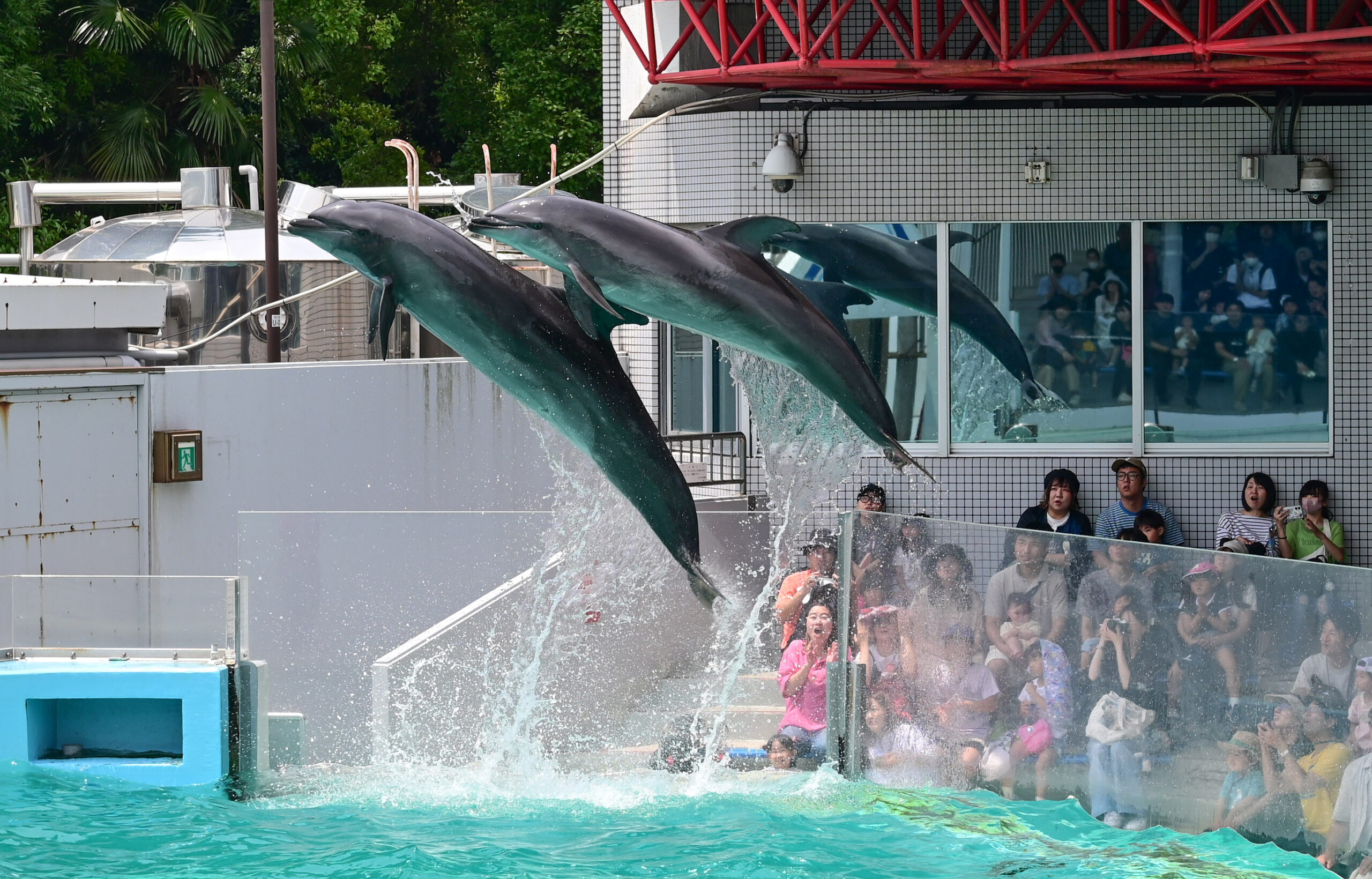 イルカショー Dolphin show しながわ水族館 Shinagawa Aquarium
