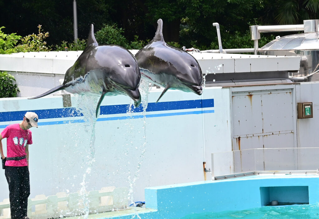 イルカショー Dolphin show しながわ水族館 Shinagawa Aquarium
