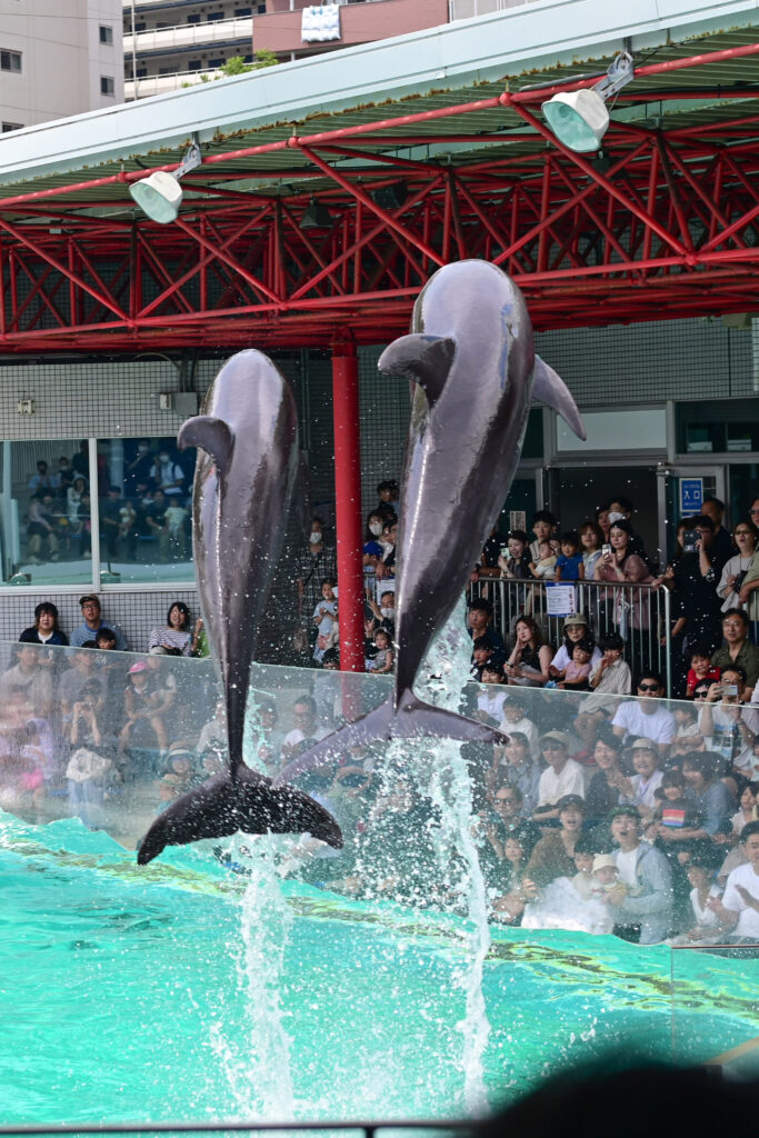 イルカショー Dolphin show しながわ水族館 Shinagawa Aquarium