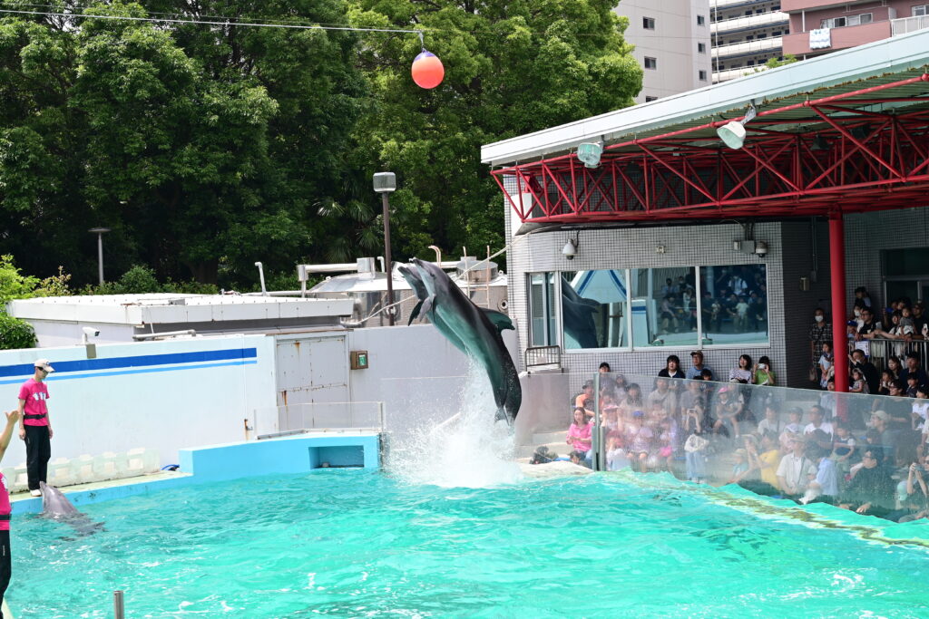 イルカショー Dolphin show しながわ水族館 Shinagawa Aquarium