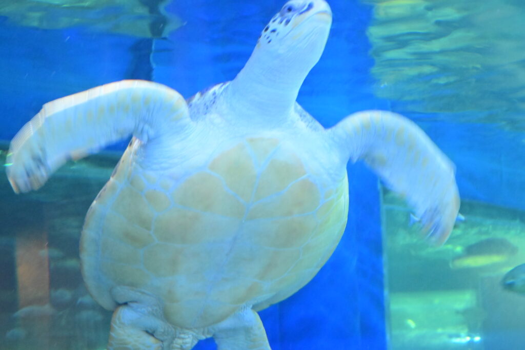 ウミガメ Sea turtle しながわ水族館 Shinagawa Aquarium