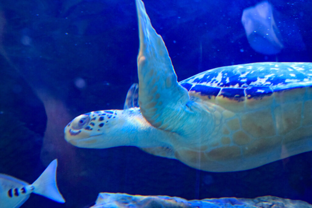 ウミガメ Sea turtle しながわ水族館 Shinagawa Aquarium