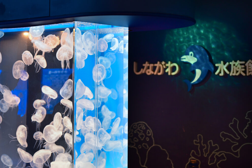 クラゲ Jellyfish しながわ水族館 Shinagawa Aquarium