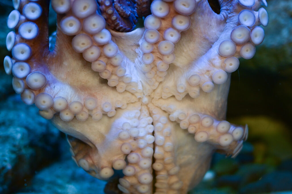 タコ水槽 Octopus tank しながわ水族館 Shinagawa Aquarium