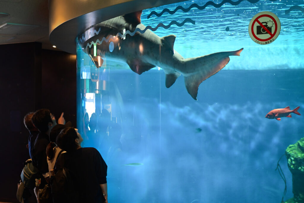 巨大サメ水槽 Giant shark tank しながわ水族館 Shinagawa Aquarium