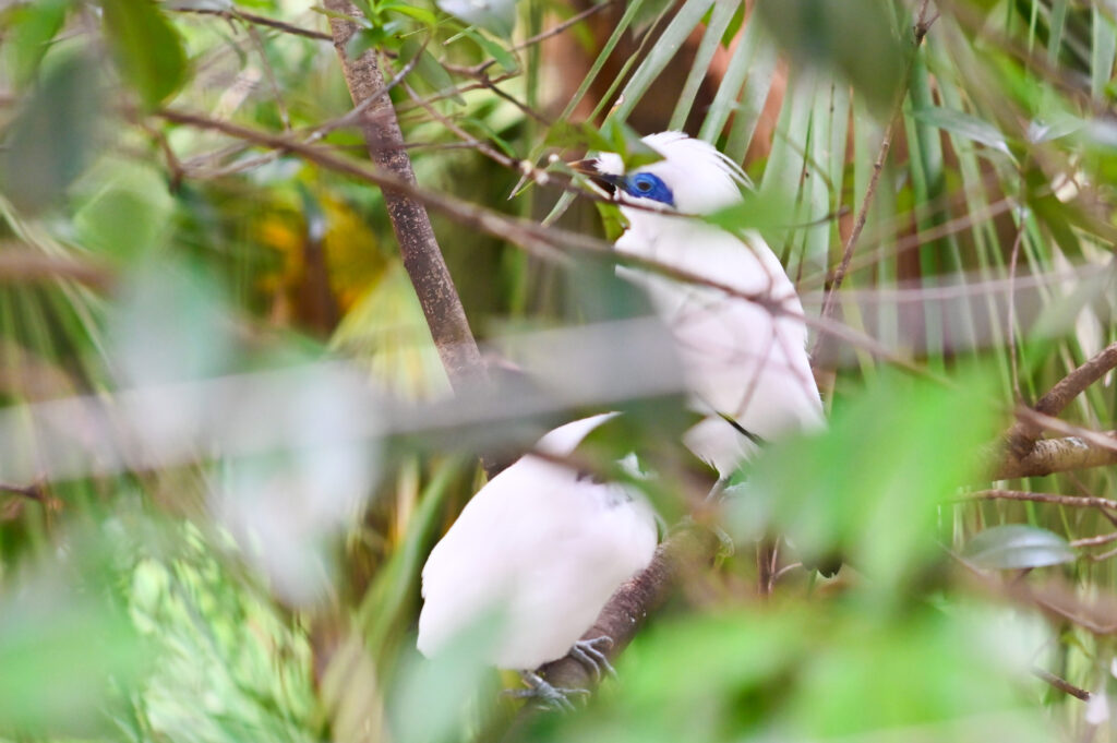 カンムリシロムク Bali Myna ズーラシア Zoorasia 横浜動物園 Yokohama zoo
