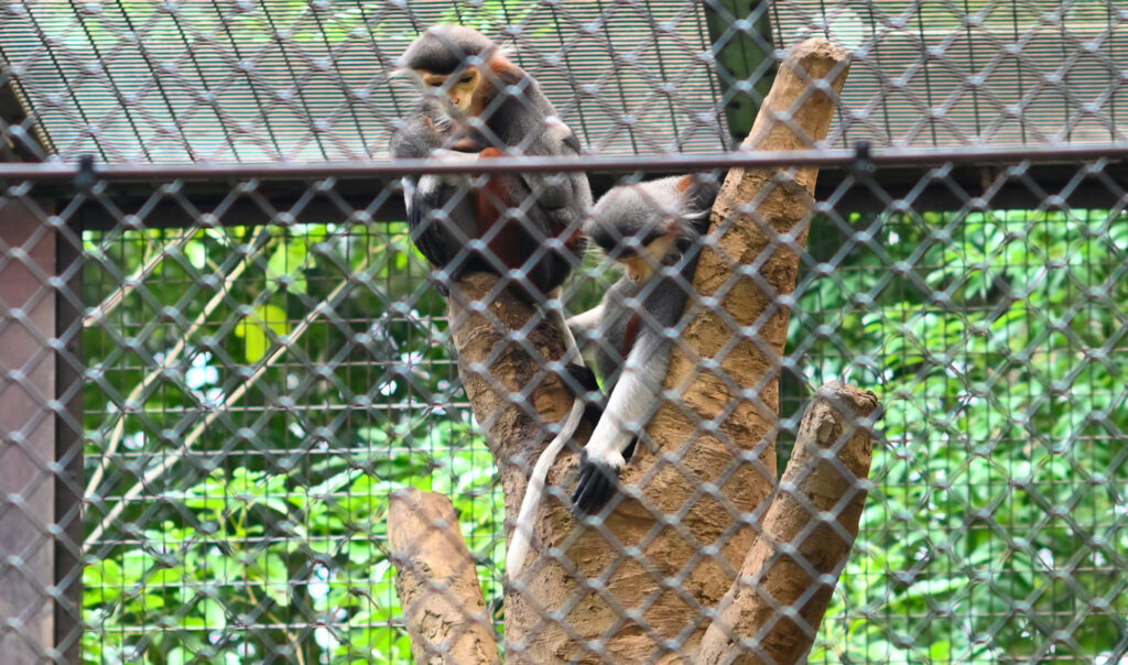 アカアシドゥクラングール Red-shanked douc langur ズーラシア Zoorasia 横浜動物園 Yokohama zoo
