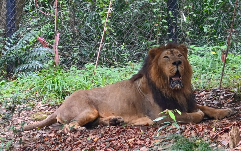 ライオン Lion ズーラシア Zoorasia 横浜動物園 Yokohama zoo