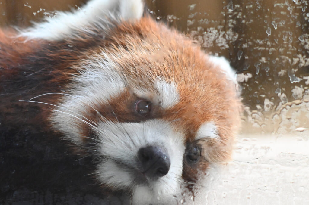 レッサーパンダ Red panda ズーラシア Zoorasia 横浜動物園 Yokohama zoo