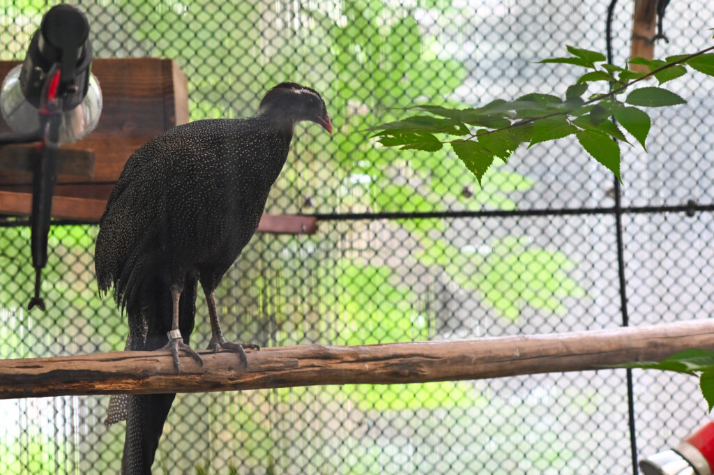 ハイイロコクジャク Grey Peacock-pheasant ズーラシア Zoorasia 横浜動物園 Yokohama zoo
