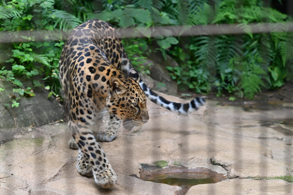 チーター Cheetah ズーラシア Zoorasia 横浜動物園 Yokohama zoo