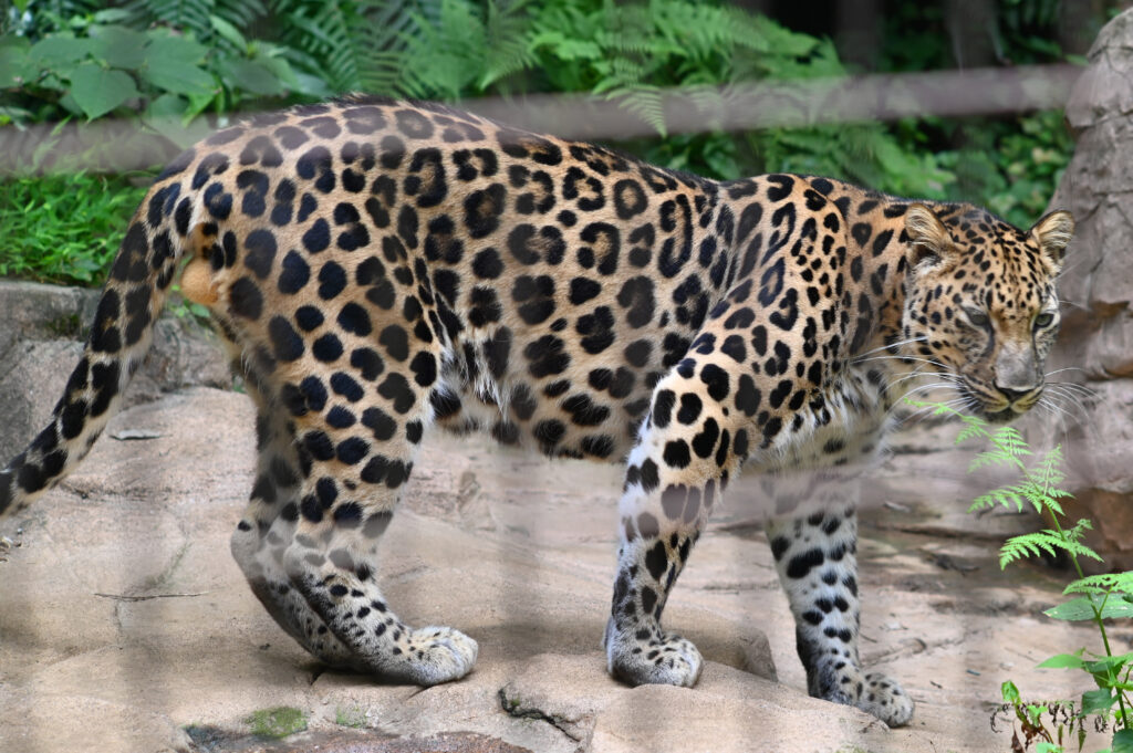 チーター Cheetah ズーラシア Zoorasia 横浜動物園 Yokohama zoo