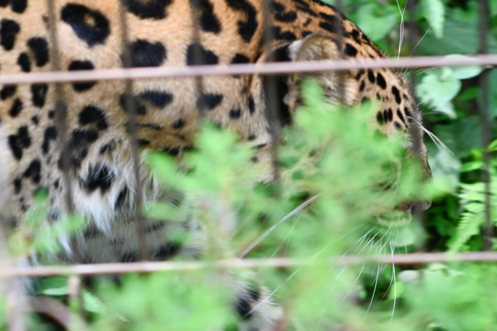 チーター Cheetah ズーラシア Zoorasia 横浜動物園 Yokohama zoo
