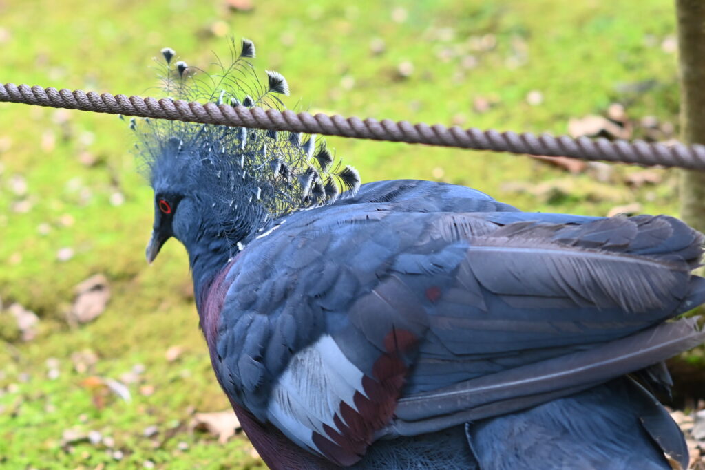 オウギバト Western crowned pigeon ズーラシア Zoorasia 横浜動物園 Yokohama zoo