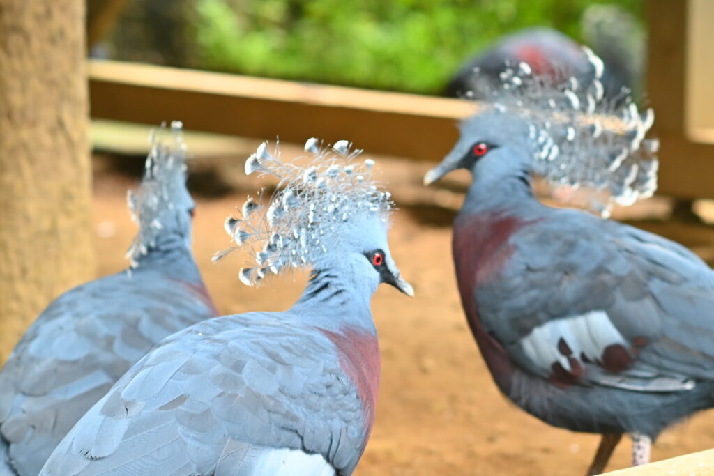 オウギバト Western crowned pigeon ズーラシア Zoorasia 横浜動物園 Yokohama zoo