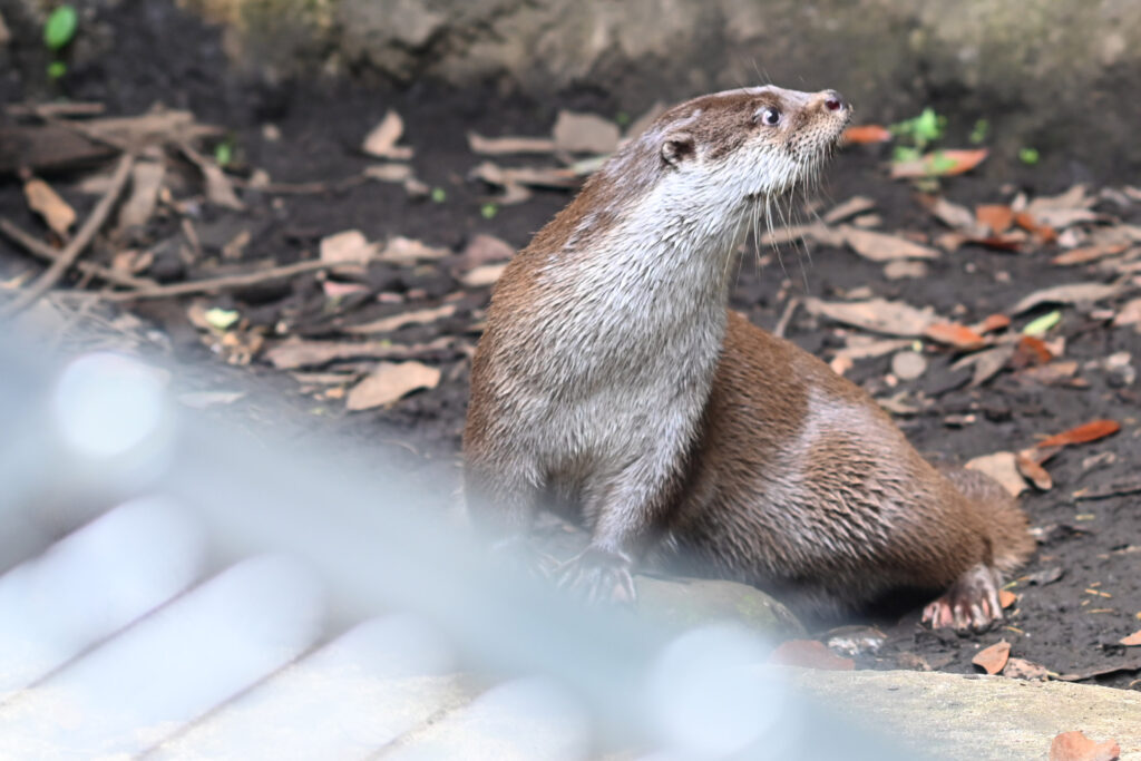 ユーラシアカワウソ Eurasian otter ズーラシア Zoorasia 横浜動物園 Yokohama zoo