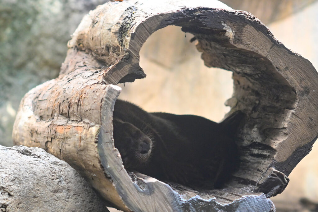 ユーラシアカワウソ Eurasian otterズーラシア Zoorasia 横浜動物園 Yokohama zoo