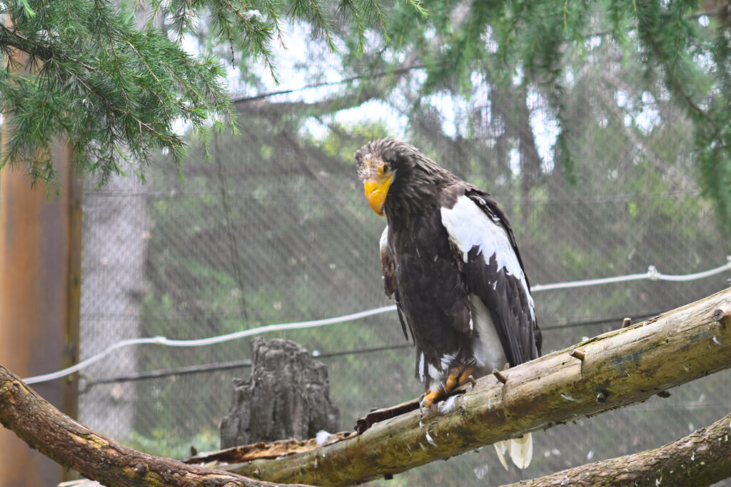 オオワシ Steller's sea eagle ズーラシア Zoorasia 横浜動物園 Yokohama zoo