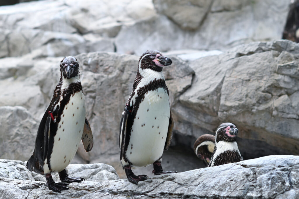 フンボルトペンギン Humboldt penguin ズーラシア Zoorasia 横浜動物園 Yokohama zoo