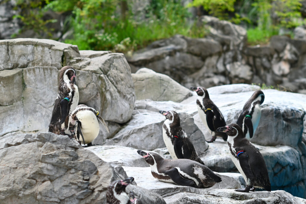 フンボルトペンギン Humboldt penguin ズーラシア Zoorasia 横浜動物園 Yokohama zoo