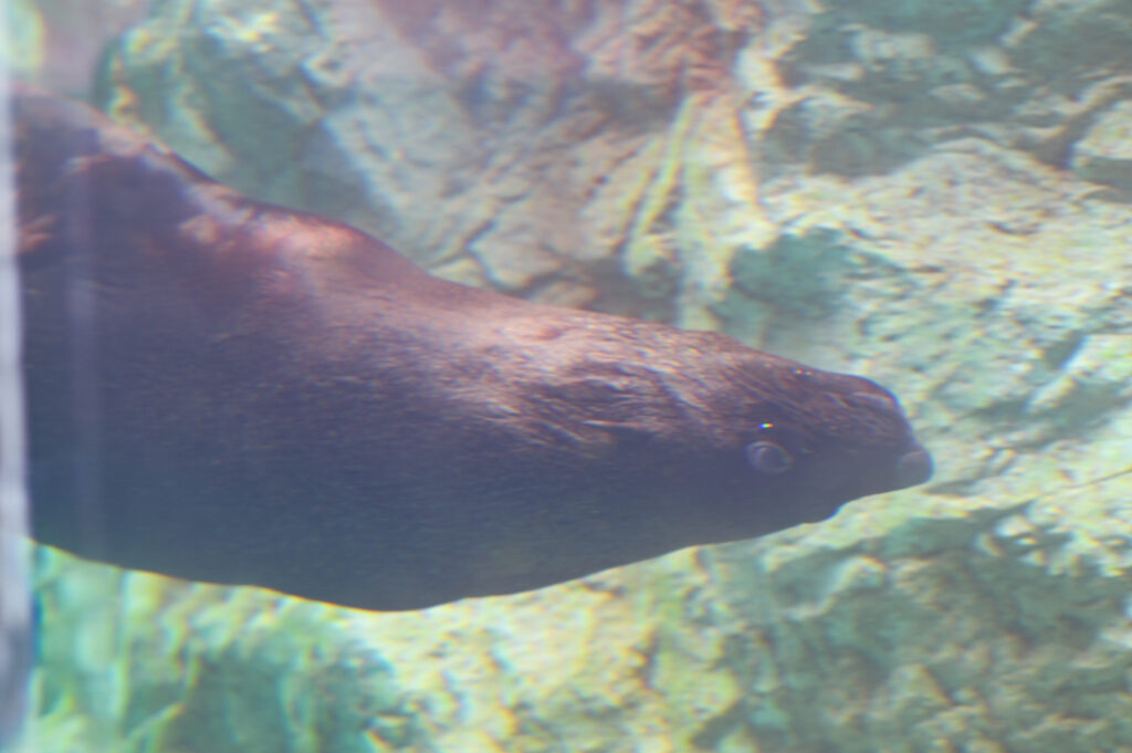 ミナミアフリカオットセイ ハジメ South African fur seal
