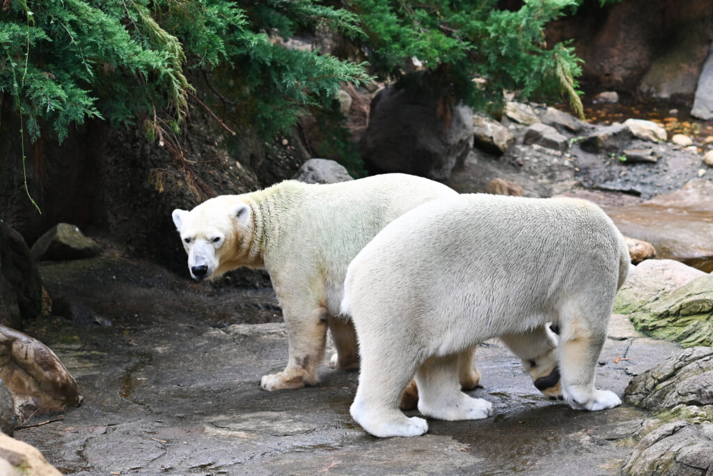 シロクマ ゴーゴとイッちゃん ズーラシア Zoorasia 横浜動物園 Yokohama zoo