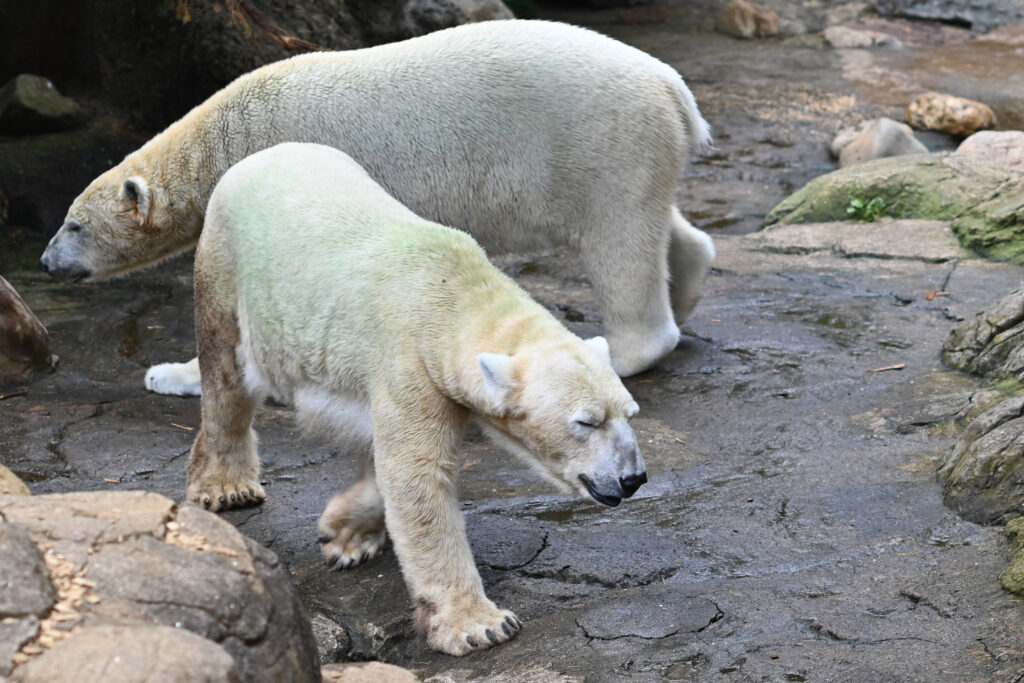シロクマ ゴーゴとイッちゃん ズーラシア Zoorasia 横浜動物園 Yokohama zoo