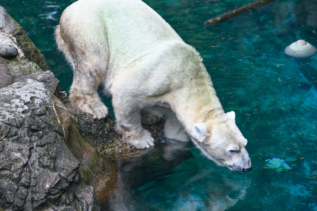 シロクマ ゴーゴとイッちゃん ズーラシア Zoorasia 横浜動物園 Yokohama zoo