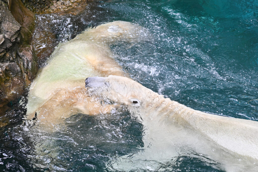 シロクマ ゴーゴとイッちゃん ズーラシア Zoorasia 横浜動物園 Yokohama zoo