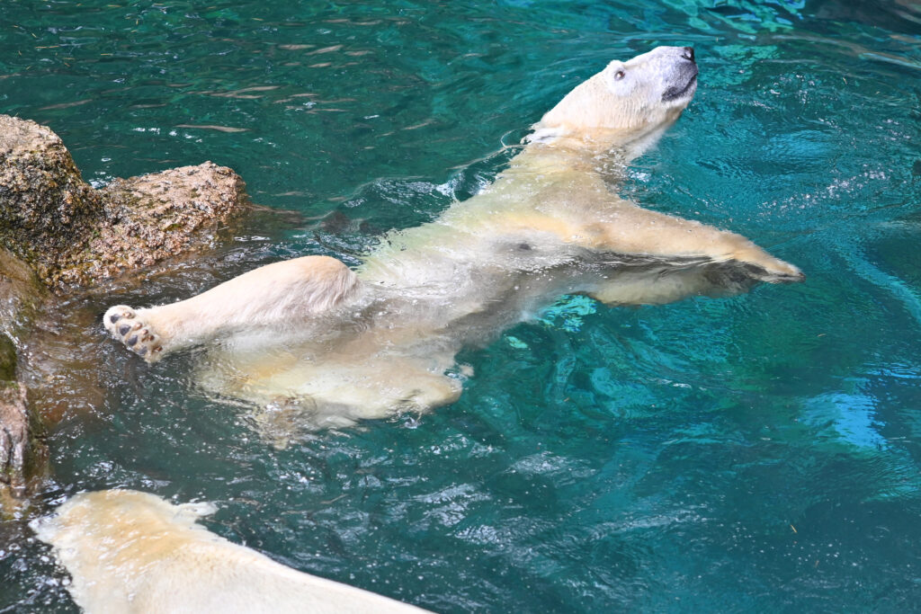 シロクマ ゴーゴとイッちゃん ズーラシア Zoorasia 横浜動物園 Yokohama zoo