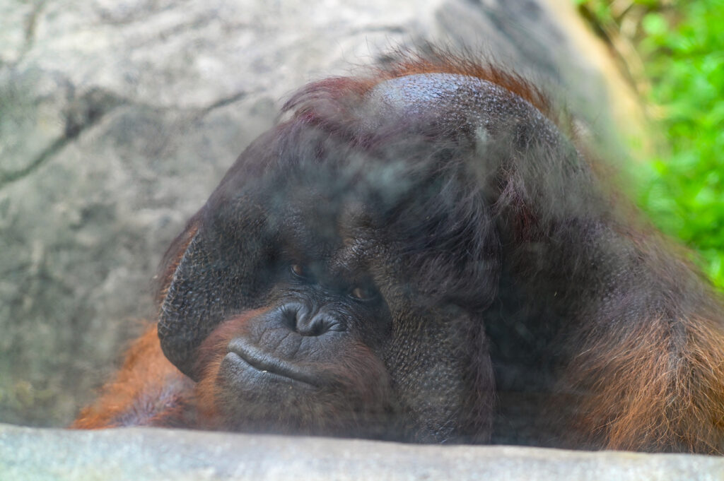 ボルネオオランウータン borneo orangutan ズーラシア Zoorasia 横浜動物園 Yokohama zoo