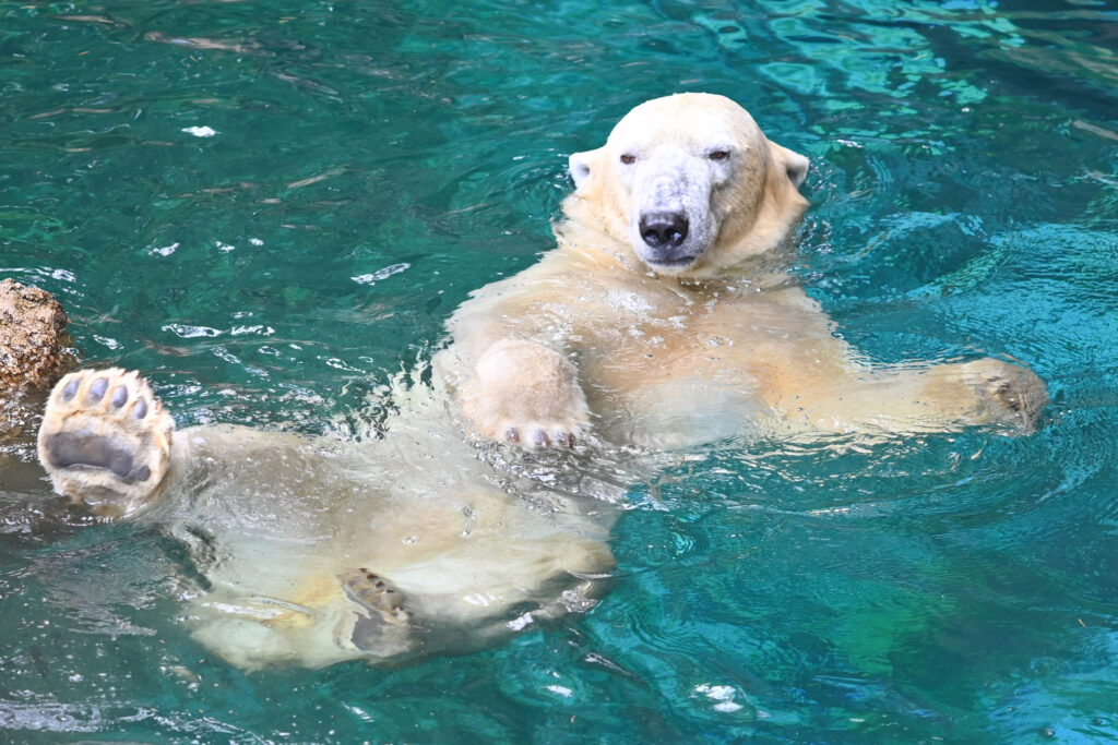シロクマ ゴーゴとイッちゃん ズーラシア Zoorasia 横浜動物園 Yokohama zoo
