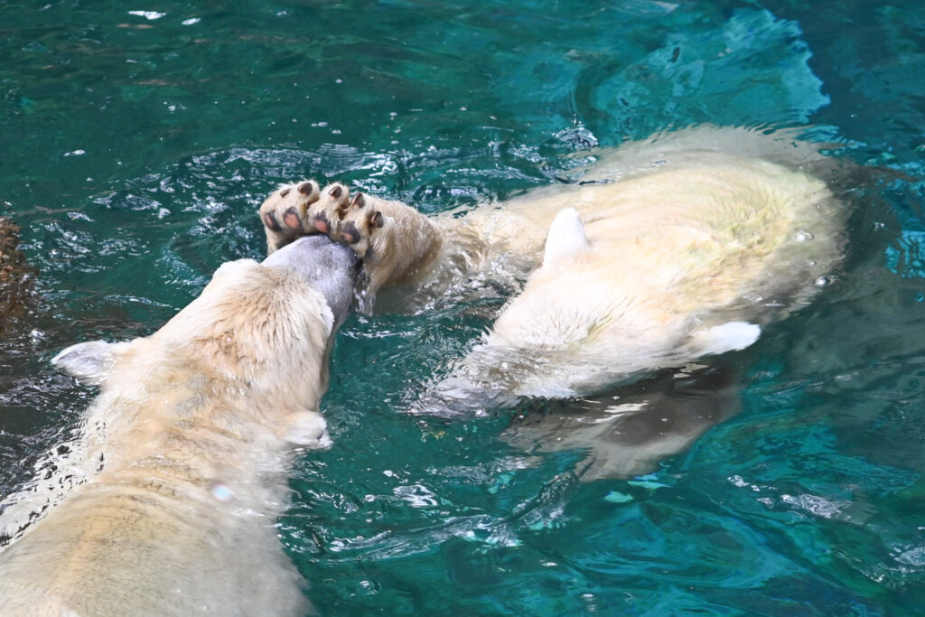 シロクマ ゴーゴとイッちゃん ズーラシア Zoorasia 横浜動物園 Yokohama zoo
