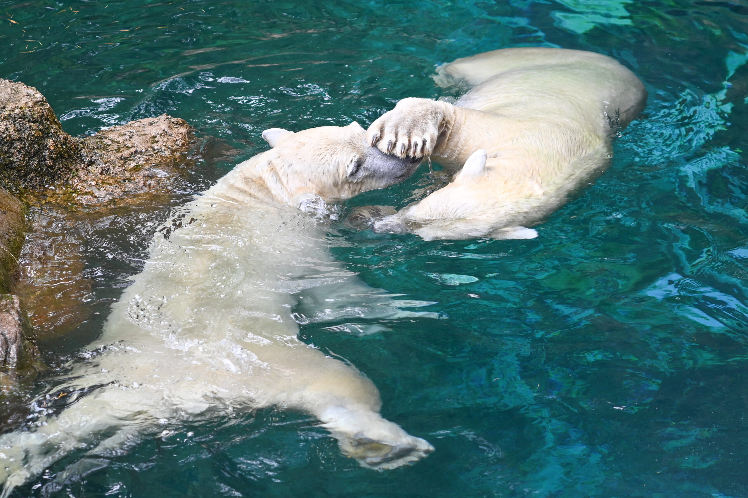シロクマ ゴーゴとイッちゃん ズーラシア Zoorasia 横浜動物園 Yokohama zoo